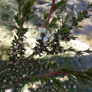 Leptospermum continentale at Borough, NSW - 15 Dec 2022