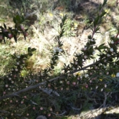 Leptospermum continentale at Borough, NSW - suppressed