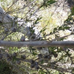 Leptospermum continentale at Borough, NSW - suppressed