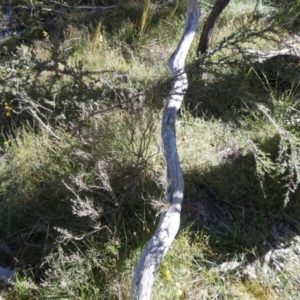 Leptospermum continentale at Borough, NSW - suppressed