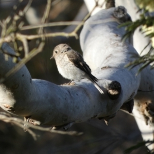 Petroica boodang at Borough, NSW - 15 Dec 2022