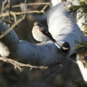 Petroica boodang at Borough, NSW - 15 Dec 2022