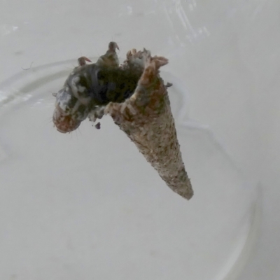 Lepidoscia (genus) IMMATURE (Unidentified Cone Case Moth larva, pupa, or case) at QPRC LGA - 15 Dec 2022 by Paul4K