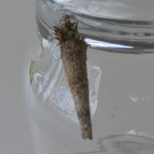 Lepidoscia (genus) IMMATURE at Borough, NSW - 15 Dec 2022