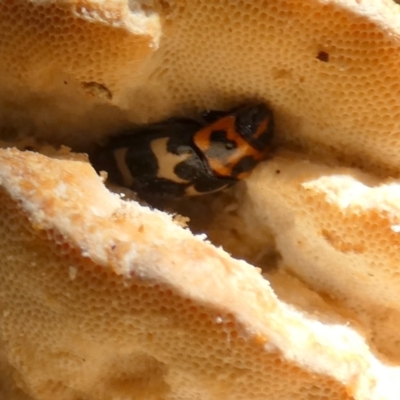 Episcaphula pictipennis (Fungus Beetle) at QPRC LGA - 15 Dec 2022 by Paul4K