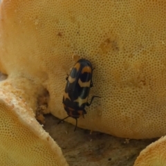 Episcaphula pictipennis at suppressed - 16 Dec 2022