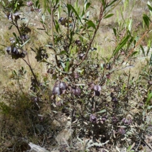 Dodonaea viscosa at Borough, NSW - 16 Dec 2022