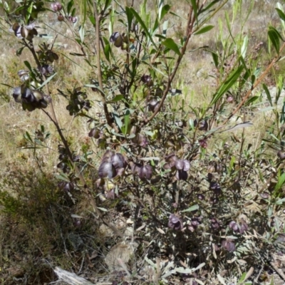 Dodonaea viscosa (Hop Bush) at Boro - 15 Dec 2022 by Paul4K