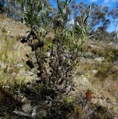 Dodonaea viscosa at Borough, NSW - suppressed