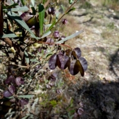 Dodonaea viscosa at Borough, NSW - suppressed