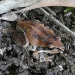 Litoria verreauxii verreauxii at Borough, NSW - 16 Dec 2022