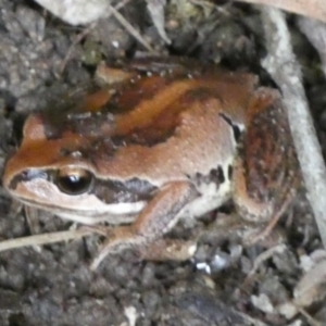 Litoria verreauxii verreauxii at Borough, NSW - 16 Dec 2022