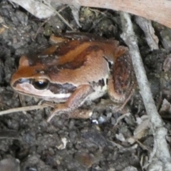 Litoria verreauxii verreauxii at Borough, NSW - 16 Dec 2022