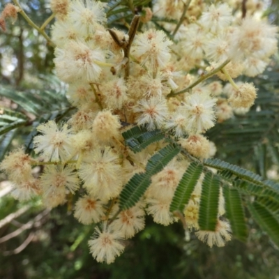 Acacia parramattensis (Parramatta Green Wattle) at QPRC LGA - 16 Dec 2022 by Paul4K