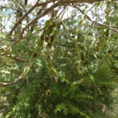 Acacia parramattensis at Borough, NSW - suppressed