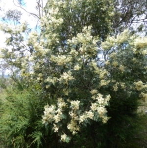 Acacia parramattensis at Borough, NSW - suppressed