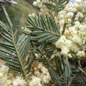 Acacia parramattensis at Borough, NSW - suppressed