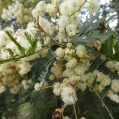 Acacia parramattensis at Borough, NSW - suppressed