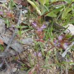 Lythrum hyssopifolia (Small Loosestrife) at Borough, NSW - 16 Dec 2022 by Paul4K