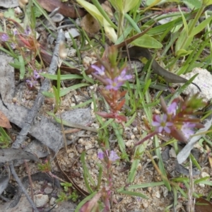 Lythrum hyssopifolia at Borough, NSW - 16 Dec 2022