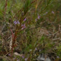 Lythrum hyssopifolia at Borough, NSW - suppressed