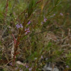 Lythrum hyssopifolia at Borough, NSW - suppressed