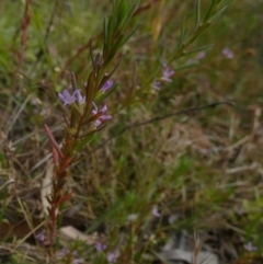 Lythrum hyssopifolia at Borough, NSW - 16 Dec 2022