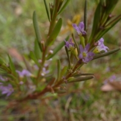 Lythrum hyssopifolia at Borough, NSW - suppressed