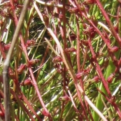Haloragis heterophylla at Molonglo Valley, ACT - 17 Dec 2022