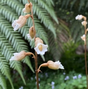 Gastrodia sesamoides at Burradoo, NSW - suppressed