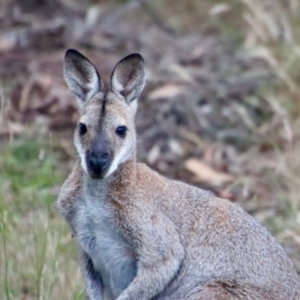 Notamacropus rufogriseus at Moruya, NSW - suppressed