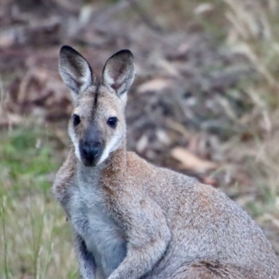 Notamacropus rufogriseus (Red-necked Wallaby) at Broulee Moruya Nature Observation Area - 16 Dec 2022 by LisaH
