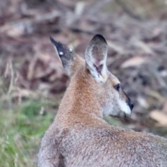 Notamacropus rufogriseus at Moruya, NSW - suppressed