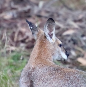 Notamacropus rufogriseus at Moruya, NSW - suppressed