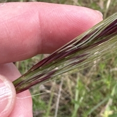 Nassella neesiana (Chilean Needlegrass) at Aranda Bushland - 17 Dec 2022 by lbradley