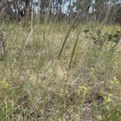 Nassella neesiana at Yarralumla, ACT - 17 Dec 2022 05:17 PM