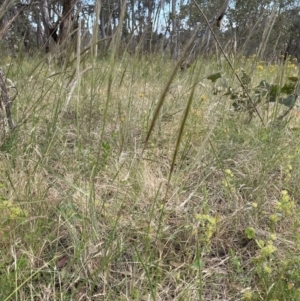 Nassella neesiana at Yarralumla, ACT - 17 Dec 2022 05:17 PM