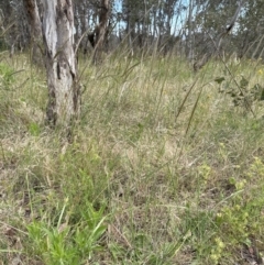 Nassella neesiana at Yarralumla, ACT - 17 Dec 2022 05:17 PM