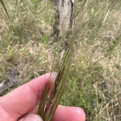 Nassella neesiana at Yarralumla, ACT - 17 Dec 2022 05:17 PM