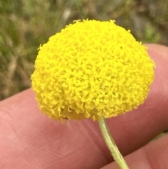 Craspedia variabilis at Aranda, ACT - 17 Dec 2022