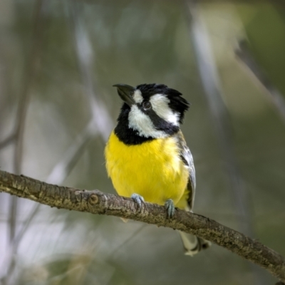 Falcunculus frontatus (Eastern Shrike-tit) at Sutton, NSW - 16 Dec 2022 by trevsci