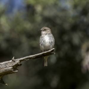 Microeca fascinans at Sutton, NSW - 17 Dec 2022 08:48 AM