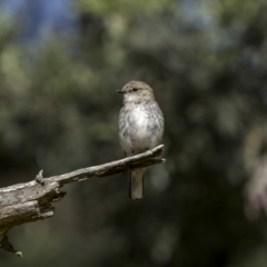 Microeca fascinans (Jacky Winter) at Sutton, NSW - 16 Dec 2022 by trevsci