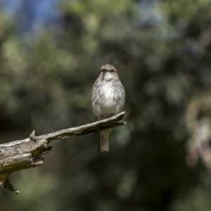 Microeca fascinans at Sutton, NSW - 17 Dec 2022 08:48 AM