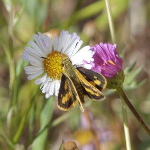 Ocybadistes walkeri at Chisholm, ACT - 17 Dec 2022