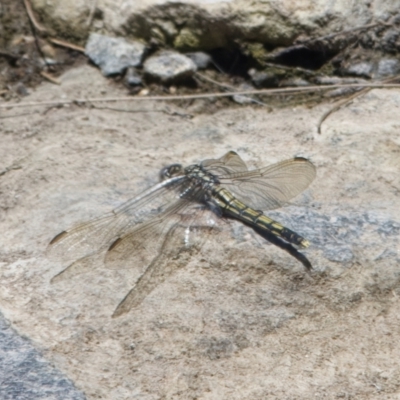 Orthetrum caledonicum (Blue Skimmer) at Gordon, ACT - 17 Dec 2022 by RomanSoroka