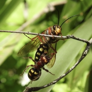 Agriomyia sp. (genus) at Bundanoon, NSW - 23 Nov 2022