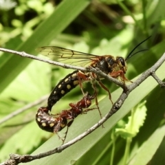 Agriomyia sp. (genus) at Bundanoon, NSW - 23 Nov 2022