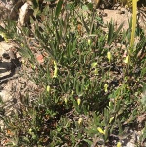 Billardiera scandens at Rendezvous Creek, ACT - 17 Dec 2022 09:40 AM