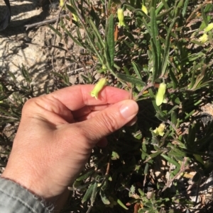 Billardiera scandens at Rendezvous Creek, ACT - 17 Dec 2022 09:40 AM